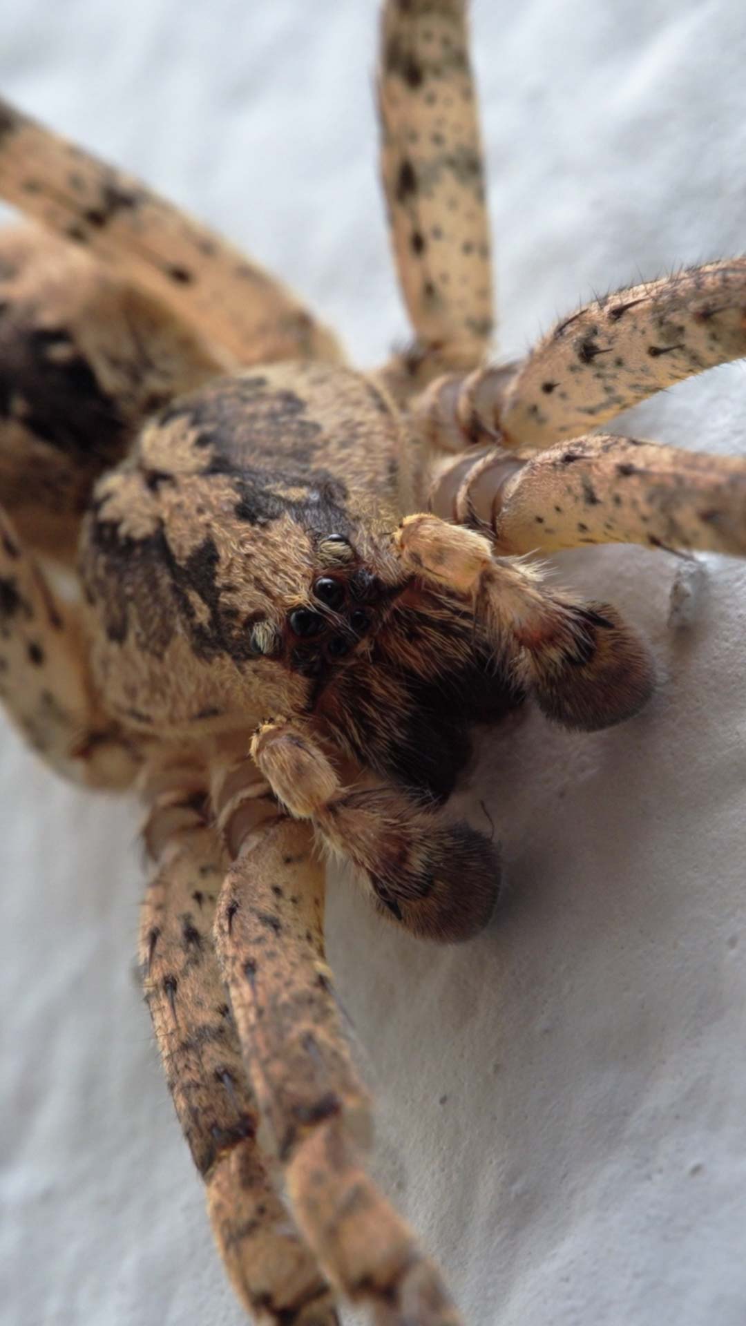 Nosferatu Spider